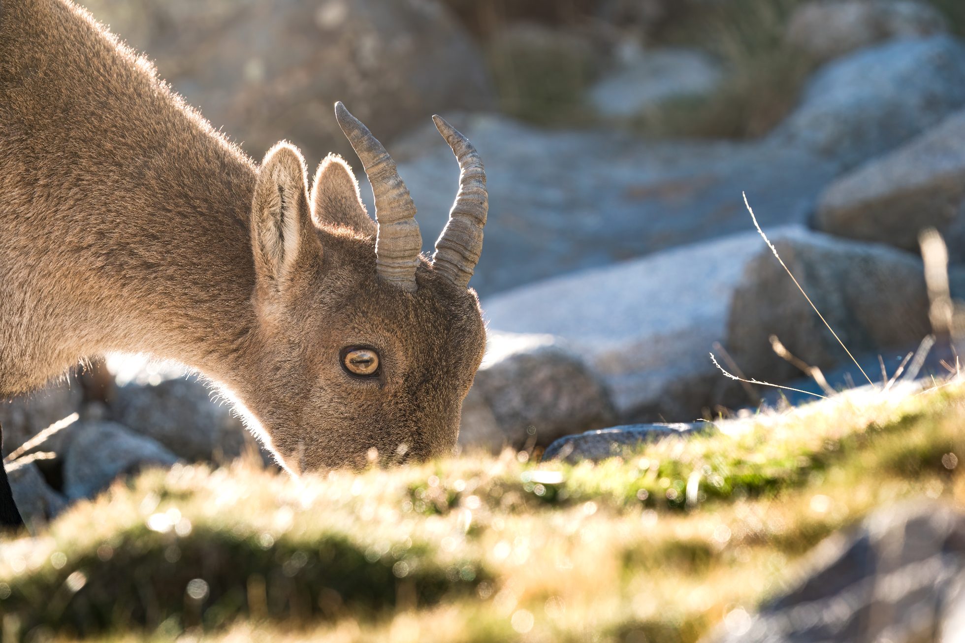 Młody koziorożec iberyjski w Sierra de Gredos